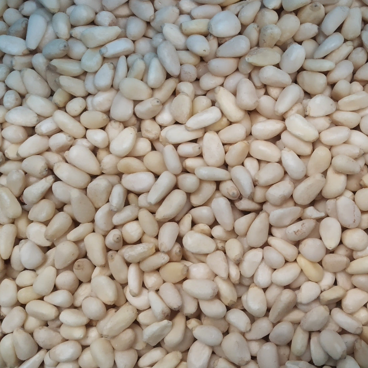 Pine Nuts