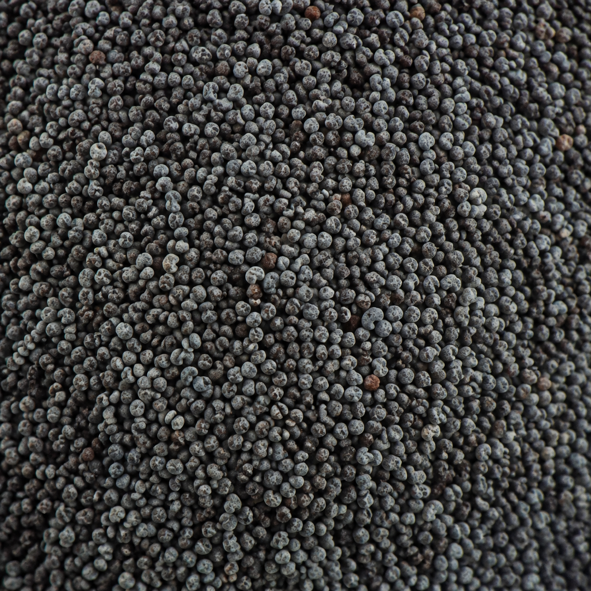 Organic Blue Poppy Seeds