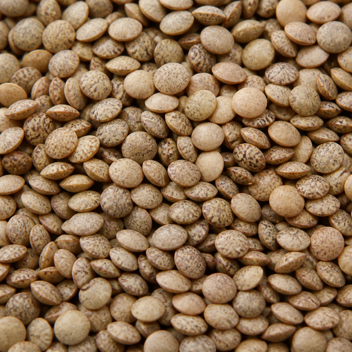 Infinity Foods Bulk Organic Whole Brown Lentils