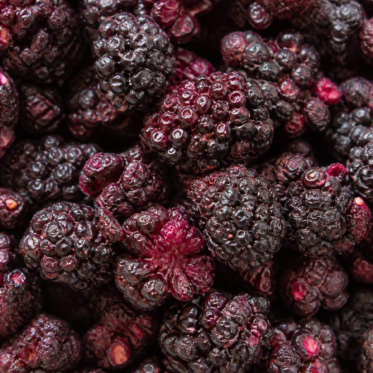 Freeze Dried Blackberries
