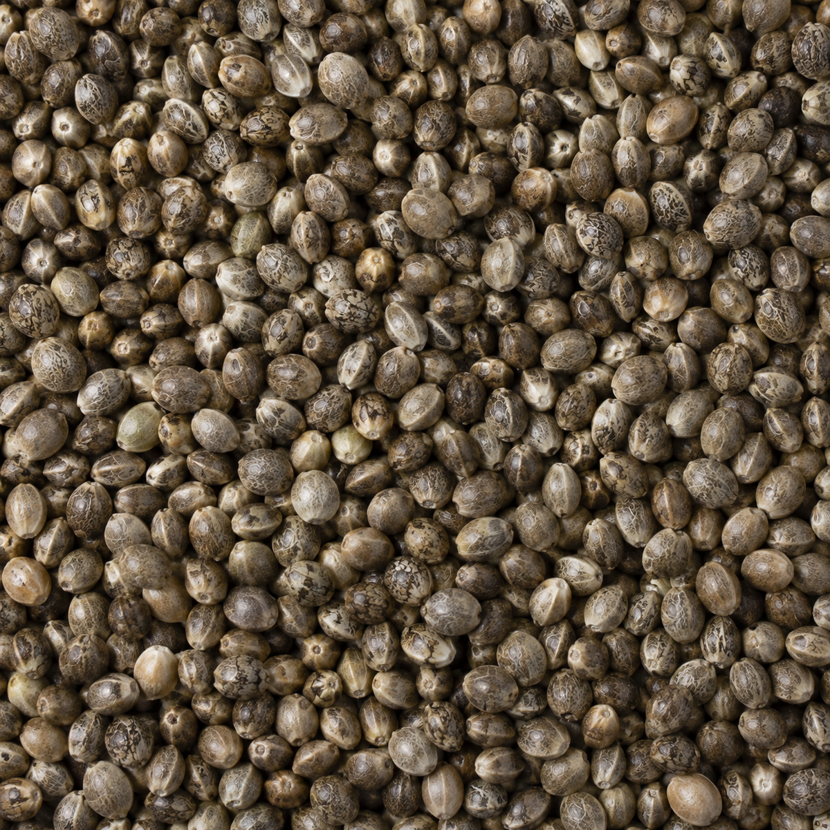Infinity Organic Hemp Seeds