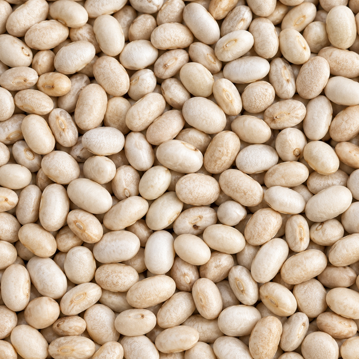 Infinity Foods Organic Haricot Beans -