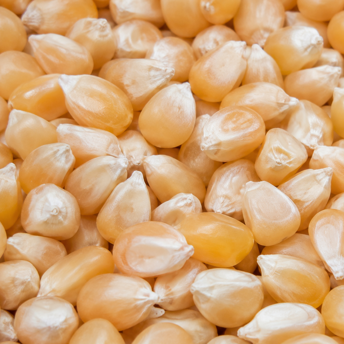 Infinity Foods Bulk Organic Popping Corn