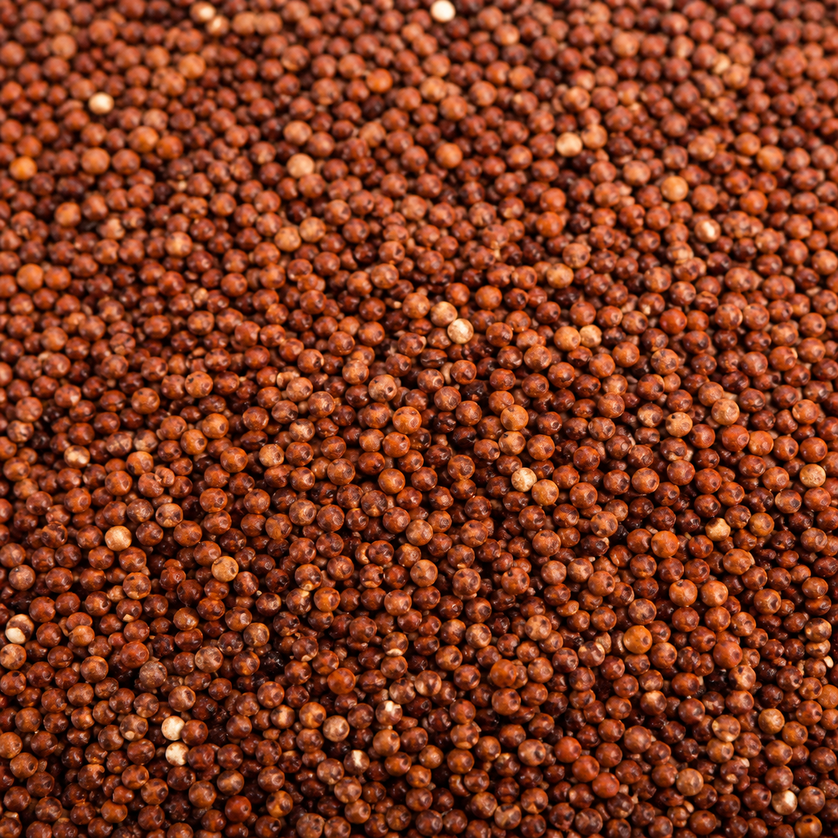 Infinity Organic Red Quinoa Grain