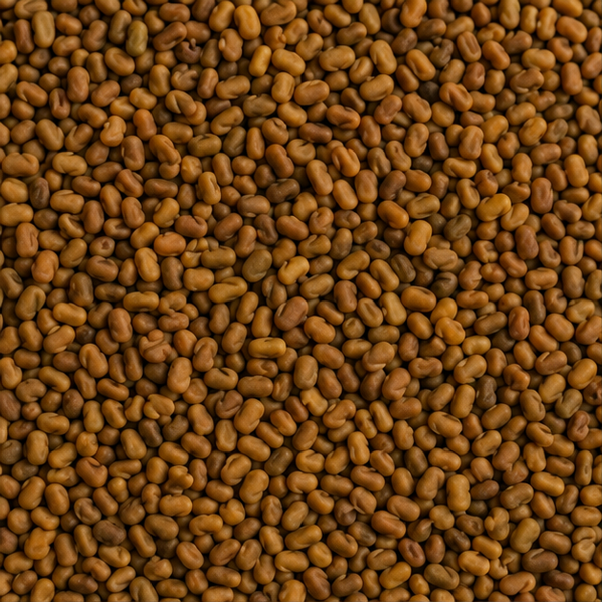 Organic Alfalfa Seeds