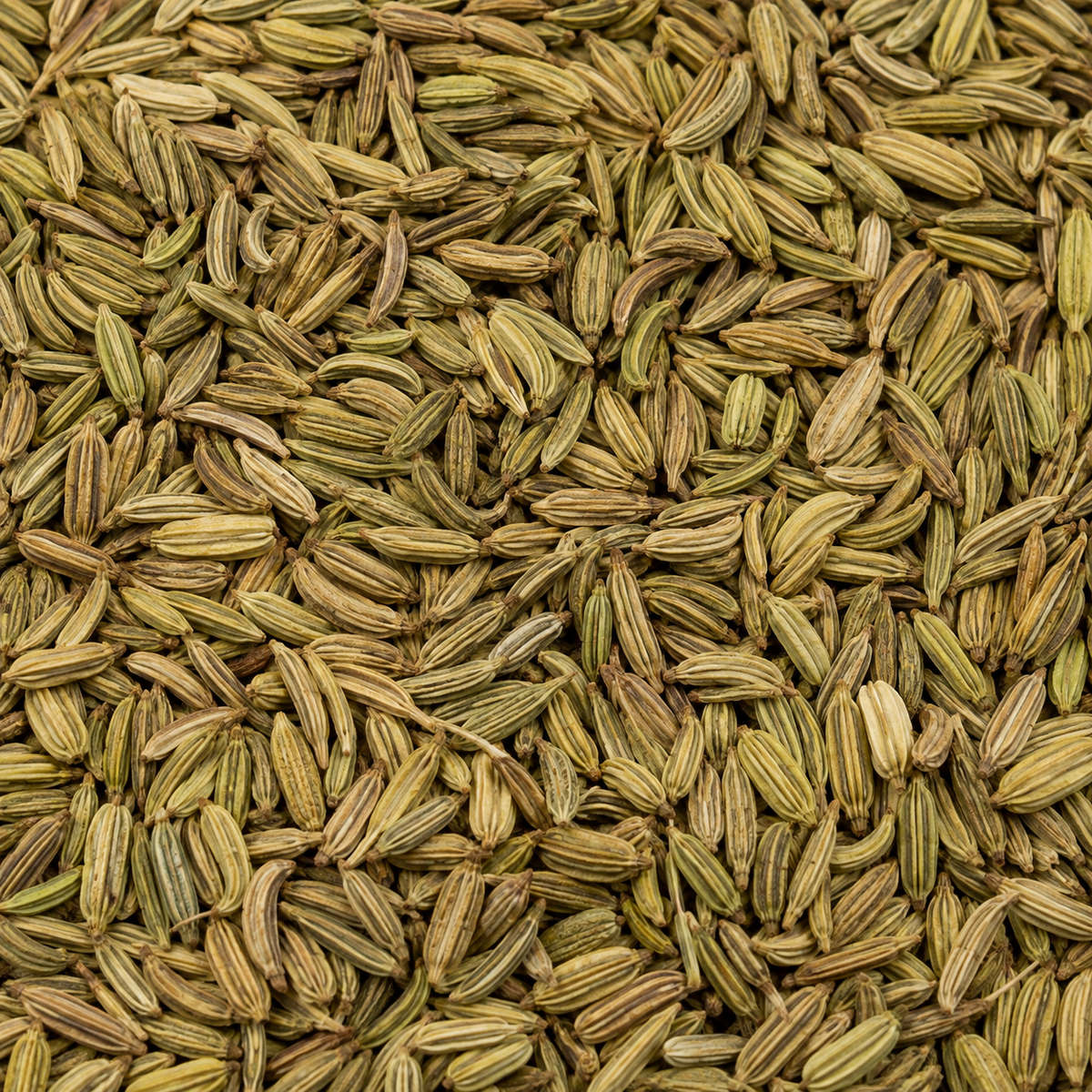 Organic Fennel Seeds