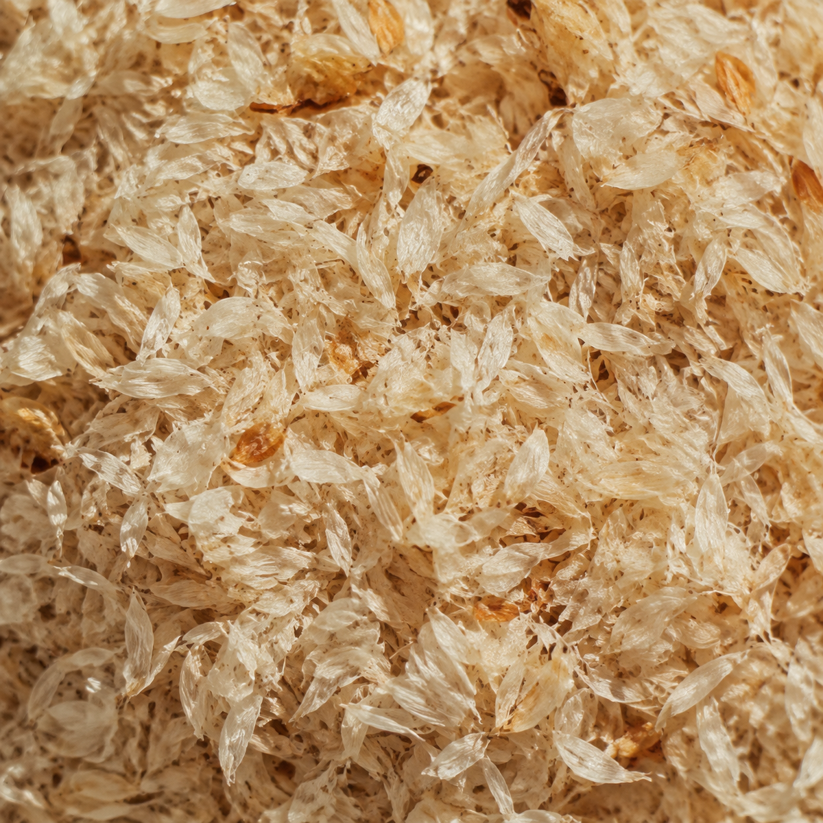 Organic Psyllium Husk