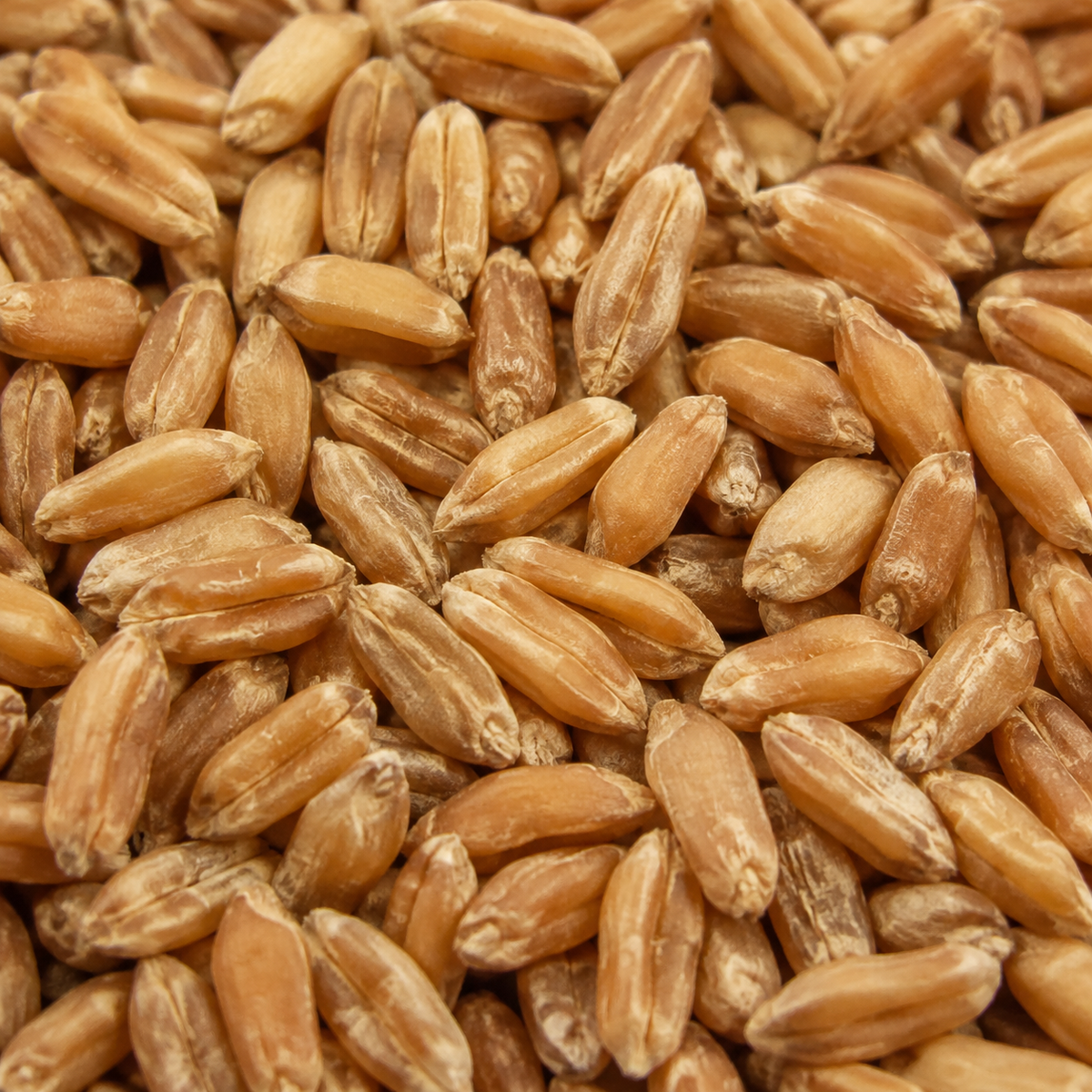 Organic Spelt Grain