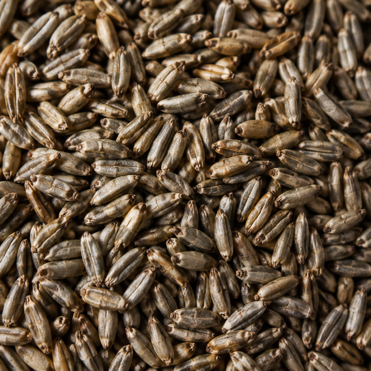Infinity Foods Organic Rye Grain