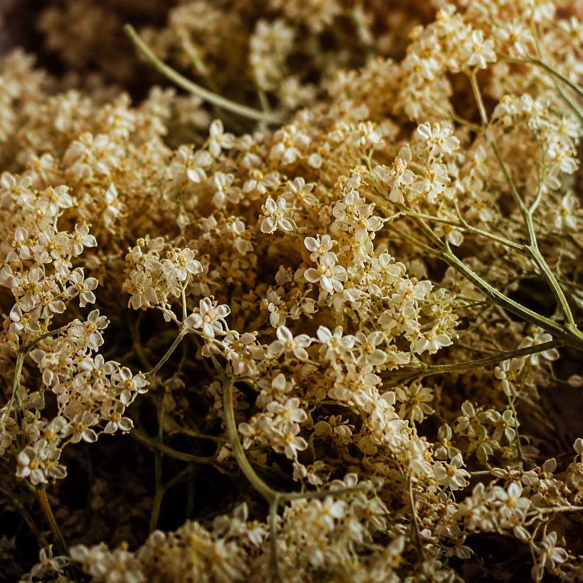 Pure Elderflowers